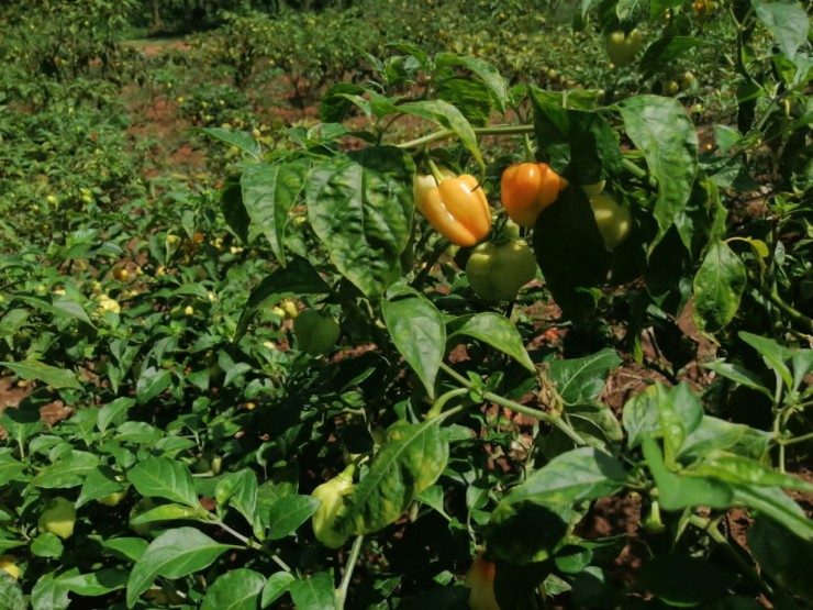 Women farmers working in an organic vegetable field